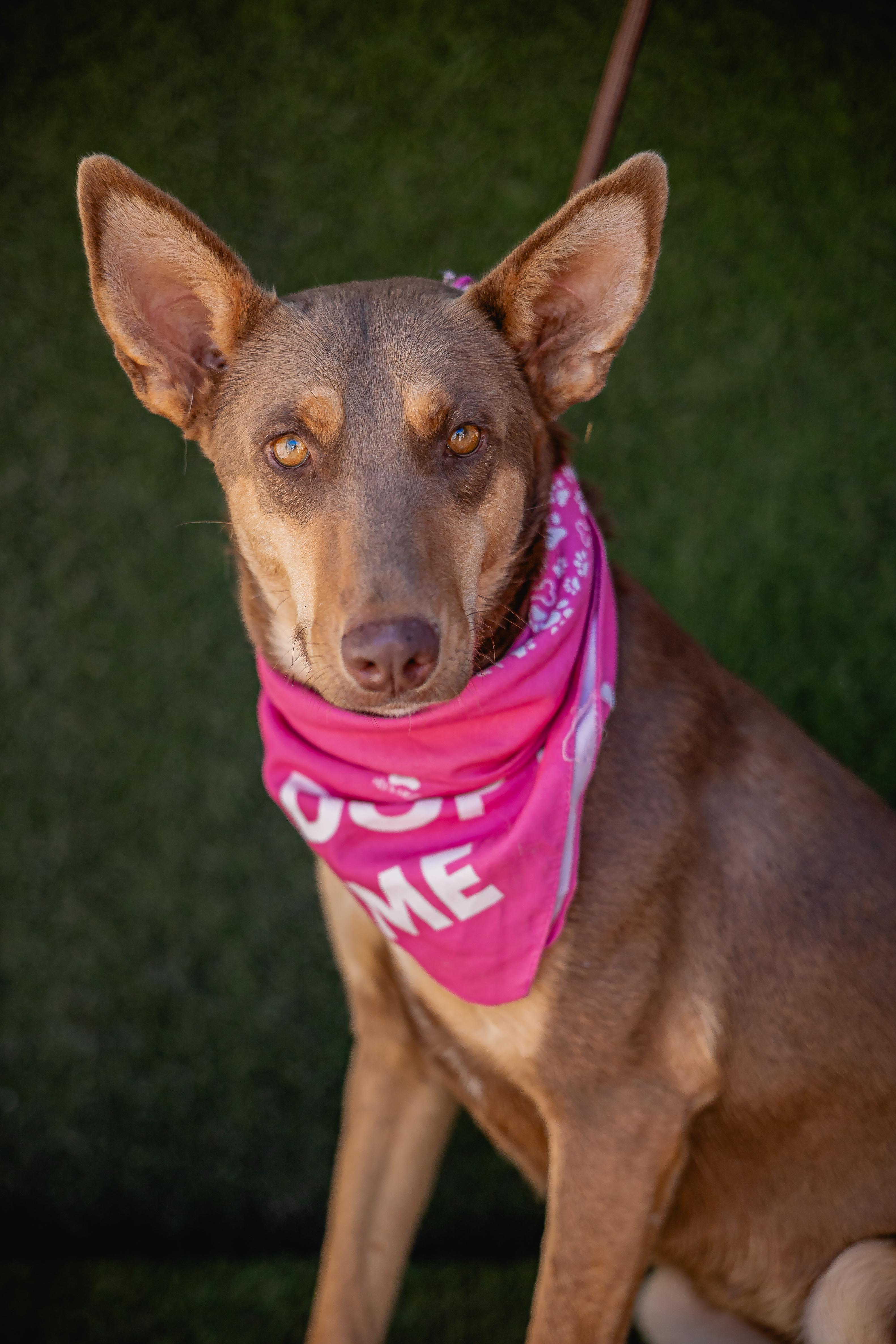 Zorra, a Adoptable mixed breed in Portland, OR image 3/5