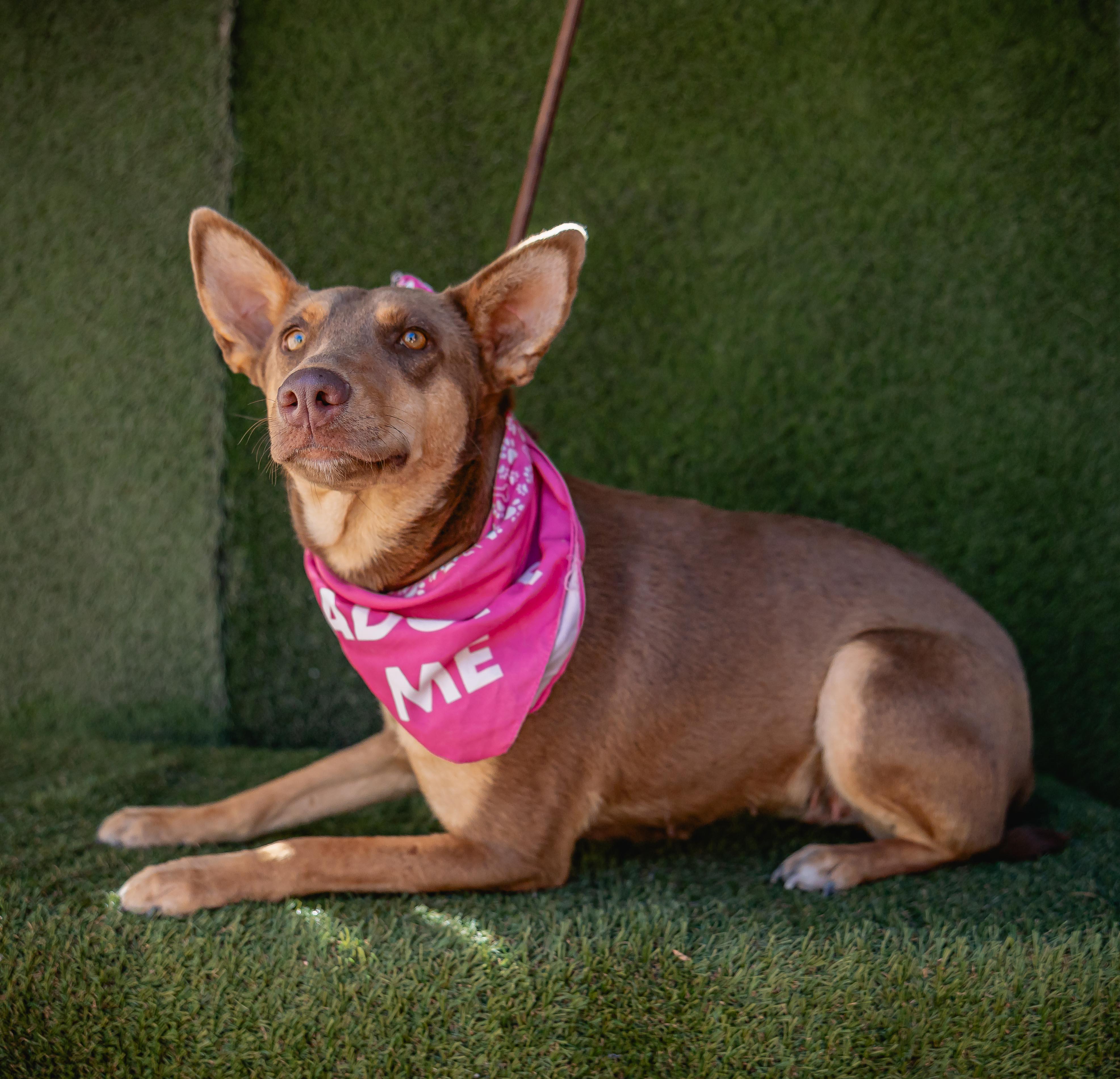 Zorra, Adoptable, Young Female Australian Kelpie & Chocolate Labrador Retriever.
