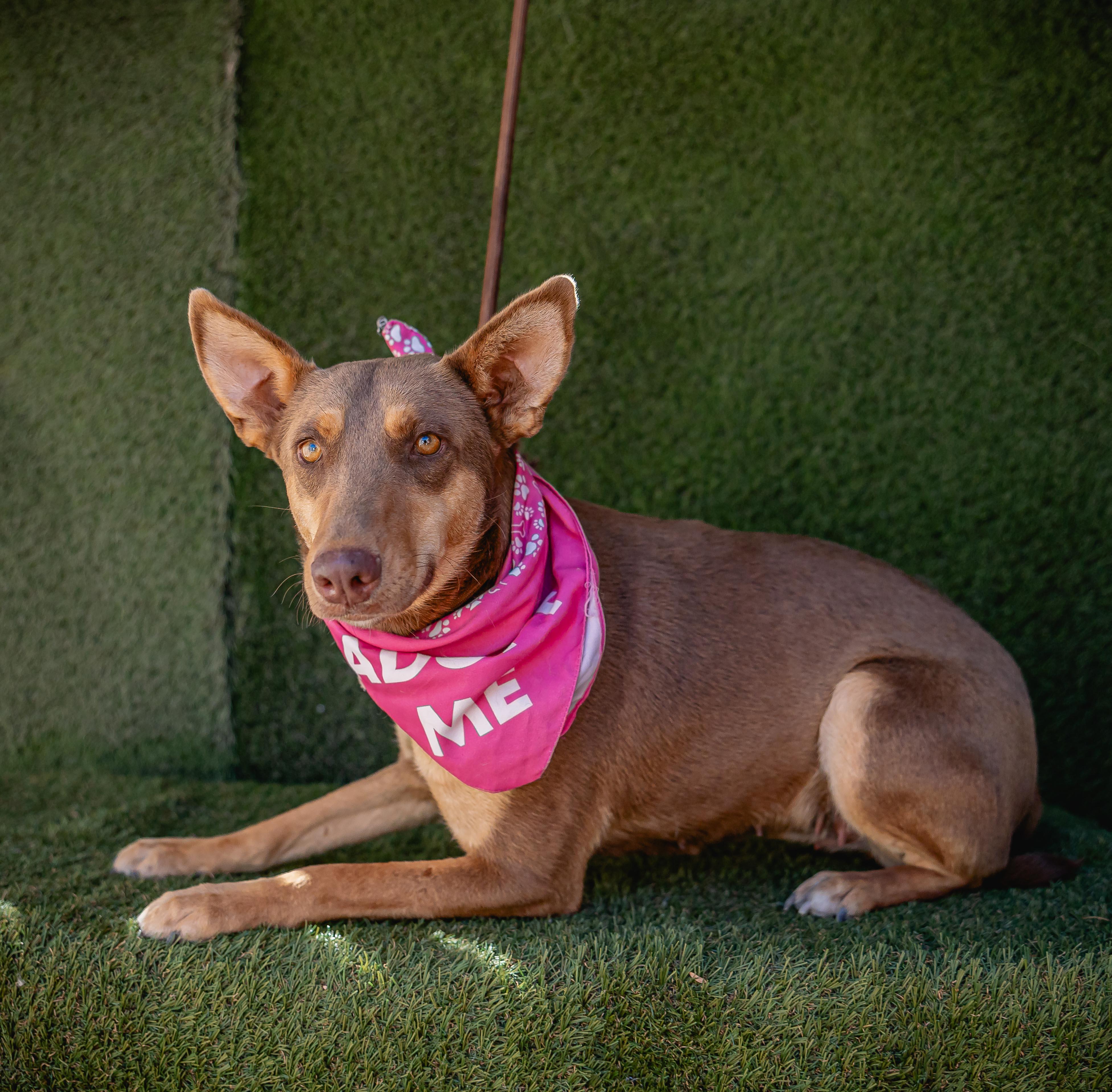Zorra, a Adoptable mixed breed in Portland, OR image 4/5