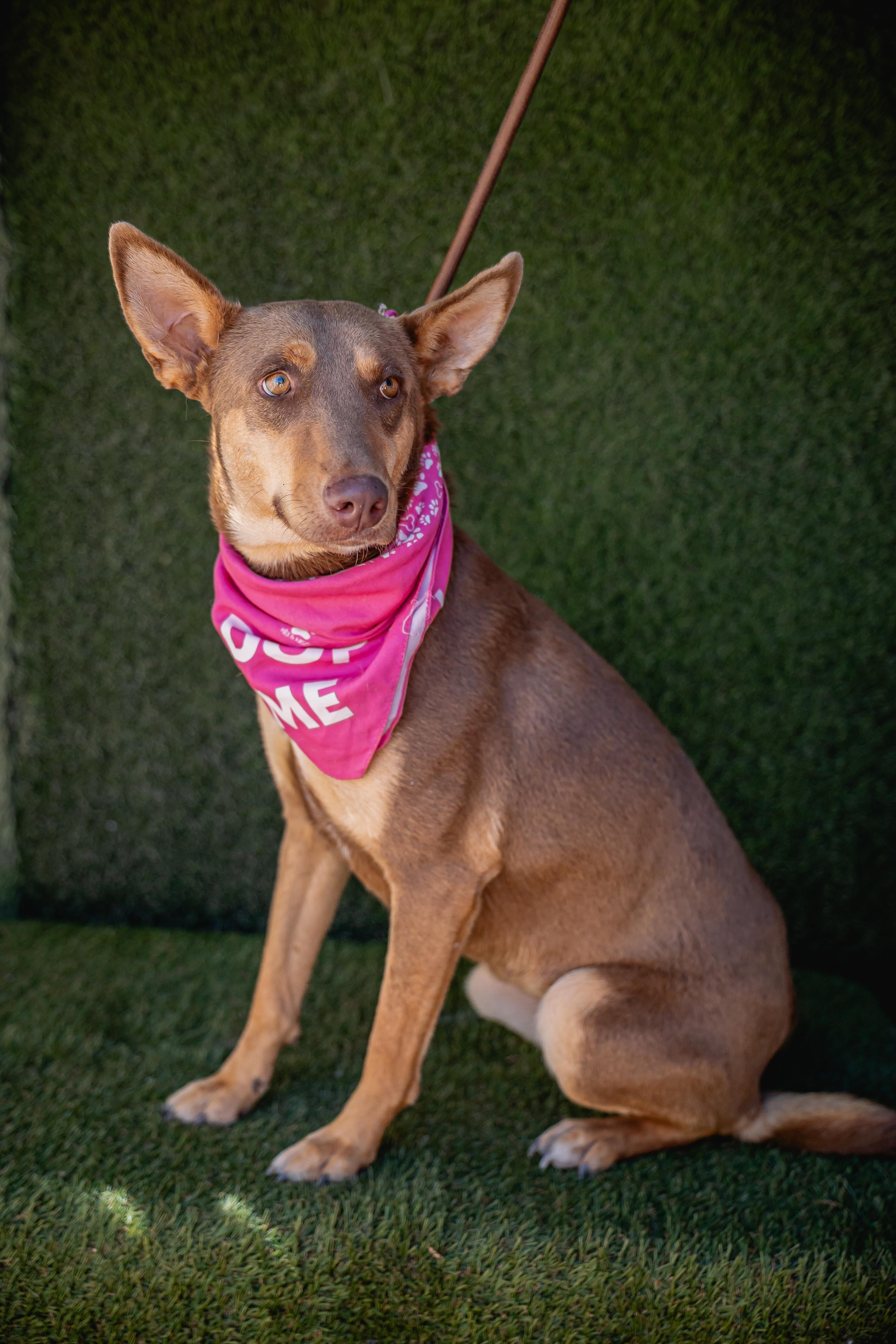 Zorra, a Adoptable mixed breed in Portland, OR image 5/5