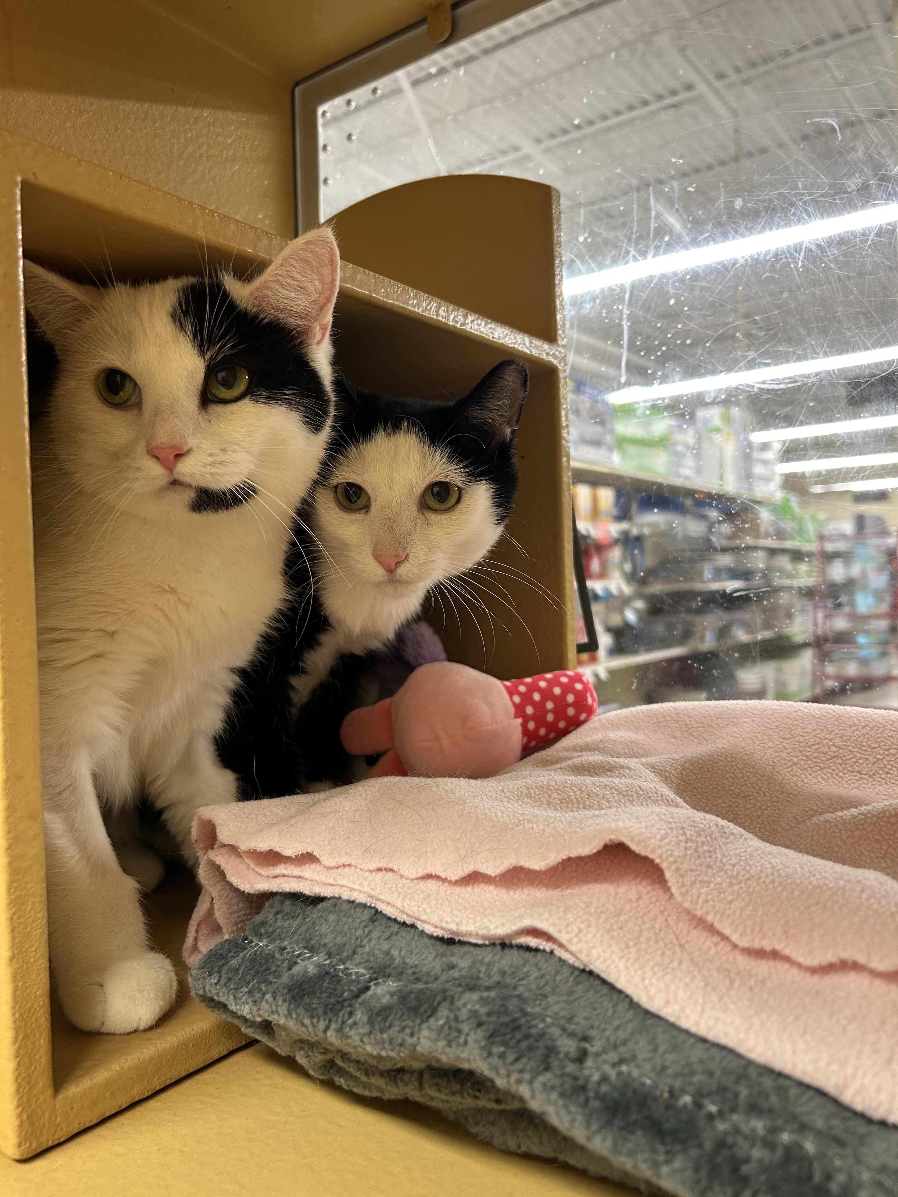 Mommy Kitty & Sister, adoptable, Young Female Domestic Short Hair.