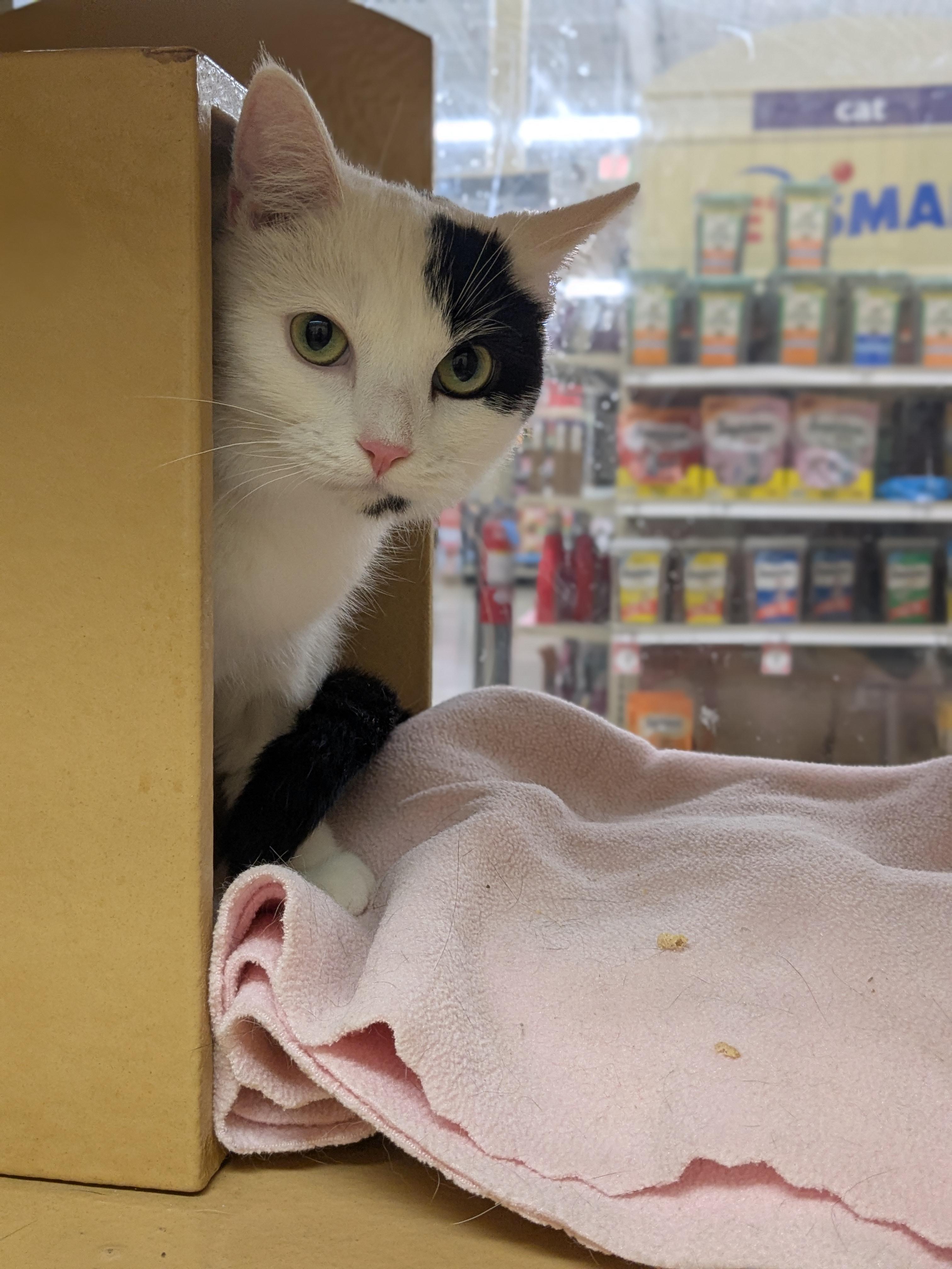 Mommy Kitty & Sister, an adoptable Domestic Short Hair in Worcester, MA image 2/5