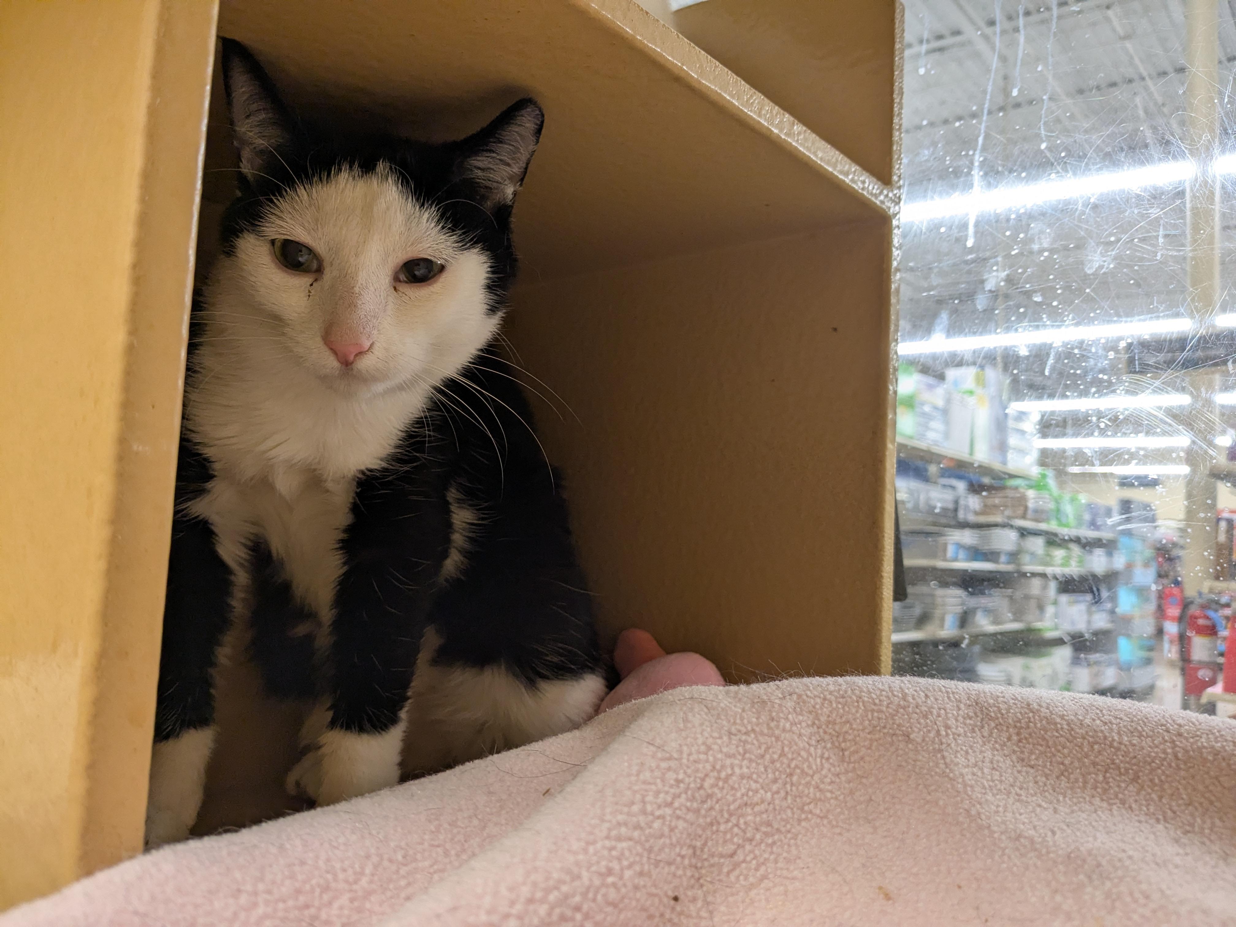 Mommy Kitty & Sister, an adoptable Domestic Short Hair in Worcester, MA image 3/5