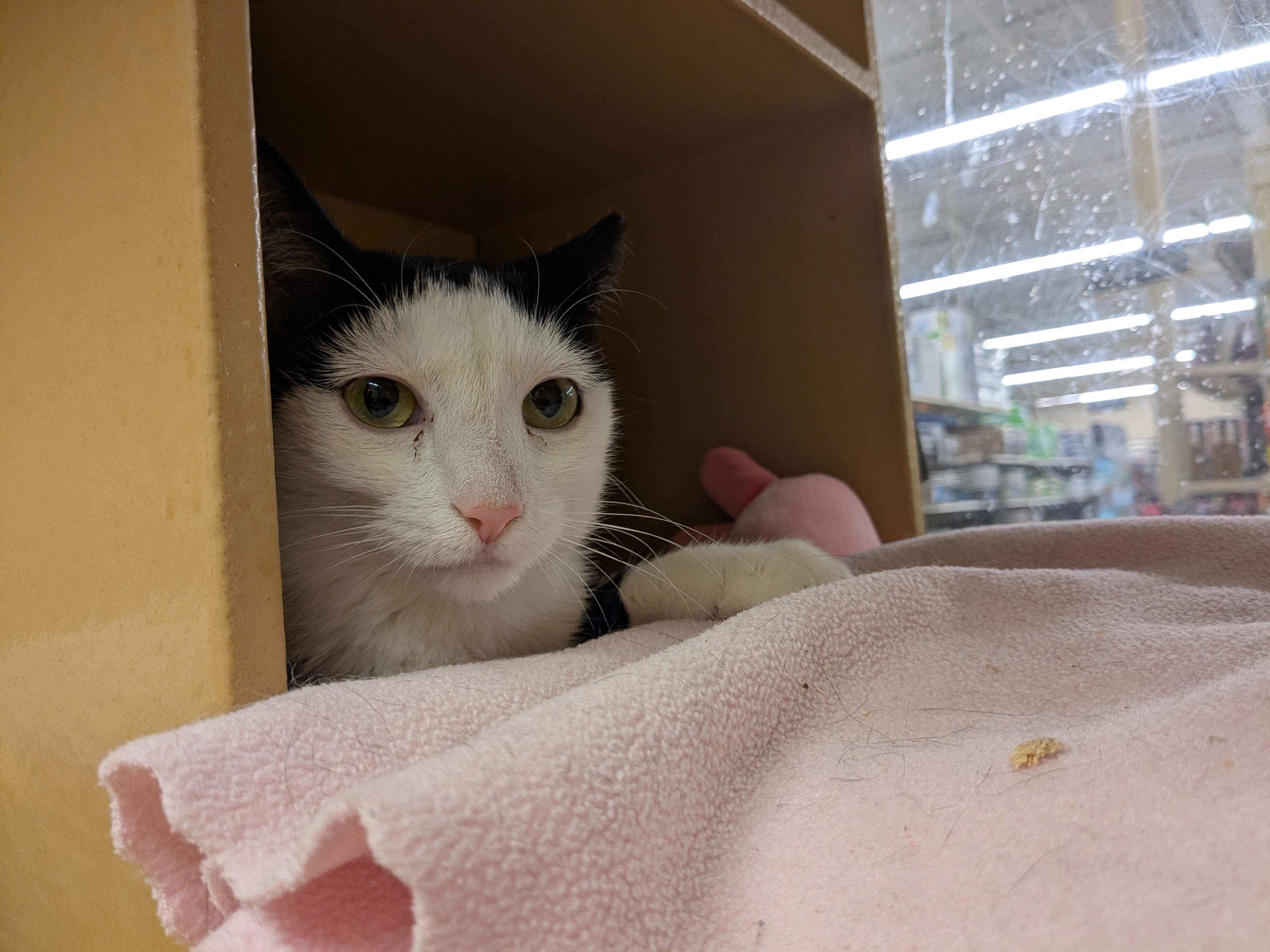 Mommy Kitty & Sister, an adoptable Domestic Short Hair in Worcester, MA image 4/5