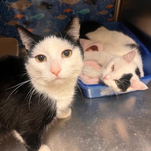 Mommy Kitty & Sister, an adoptable Domestic Short Hair in Worcester, MA image 5/5