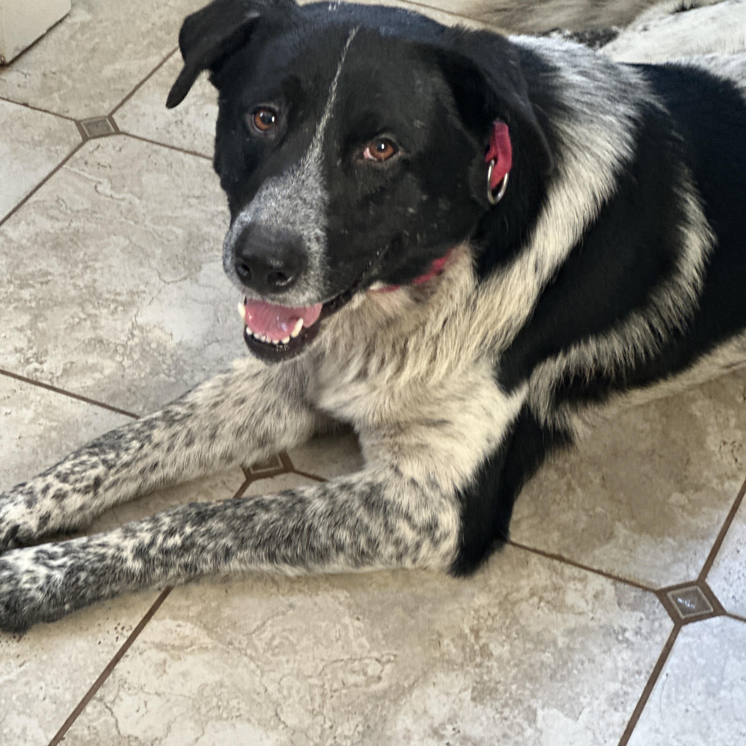 Enlarge Snickers, an adopted mixed breed in Nashville, TN image 1/3