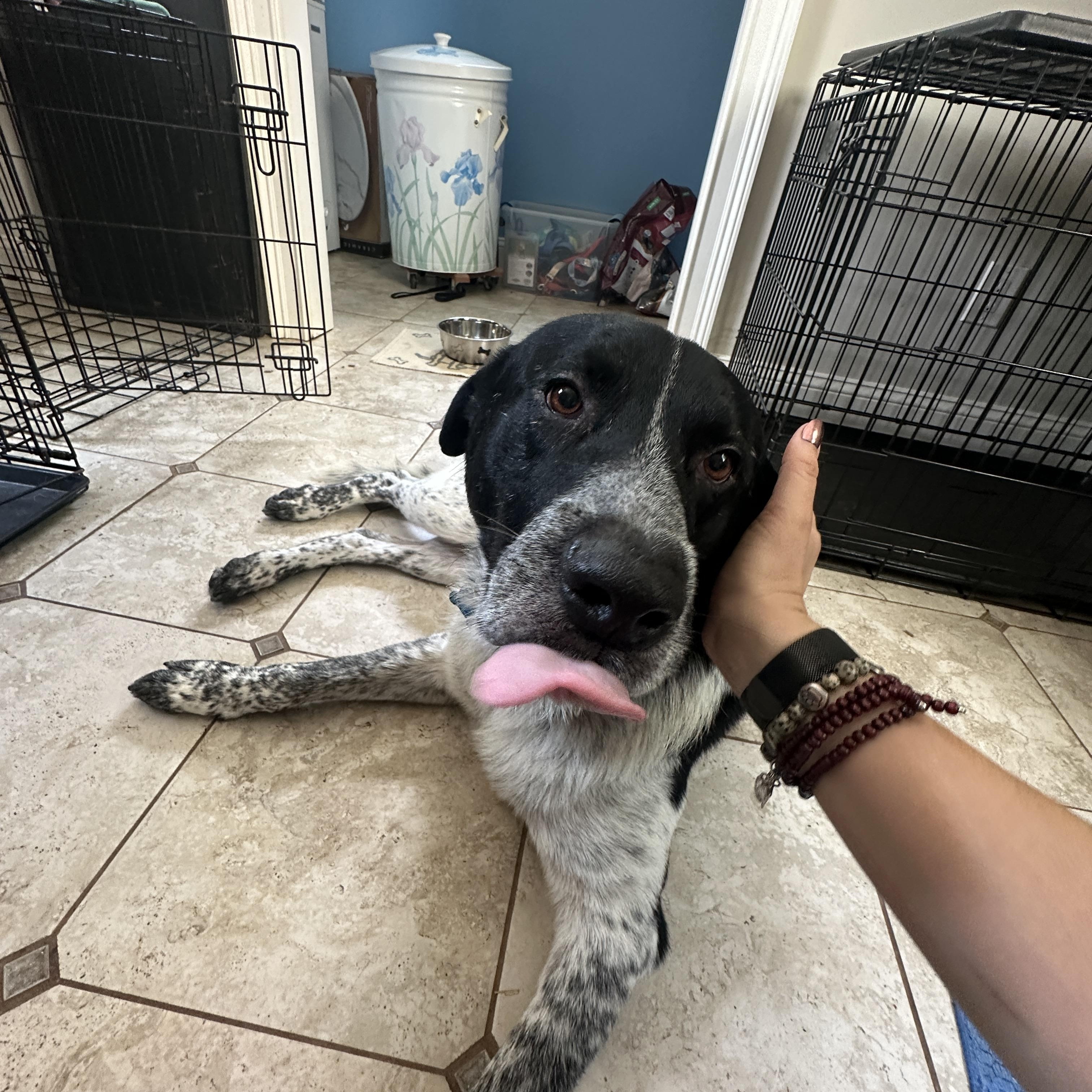 Enlarge Snickers, an adopted mixed breed in Nashville, TN image 3/3