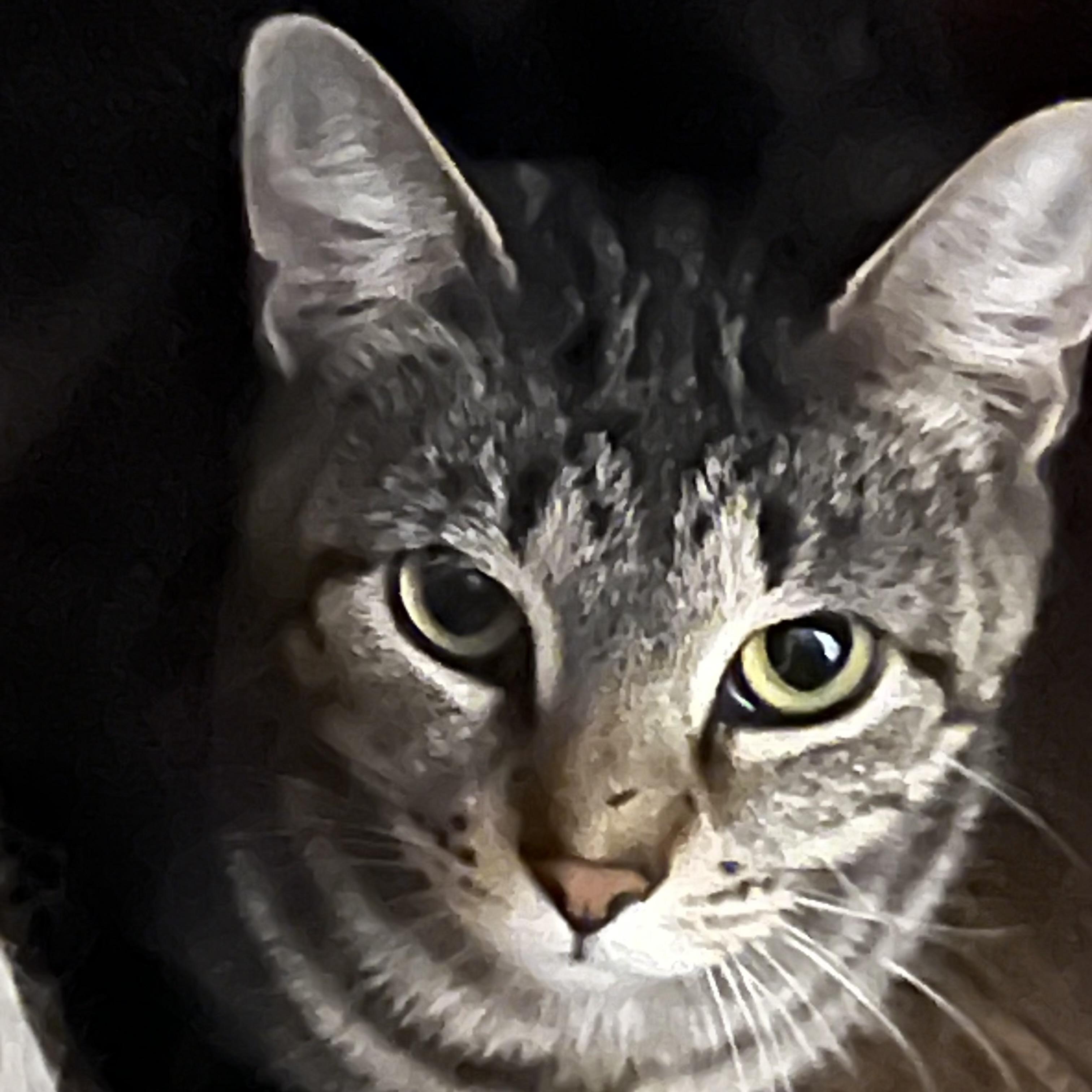 Enlarge Sassy, a Adoptable Domestic Short Hair in Bentonville, AR image 1/1