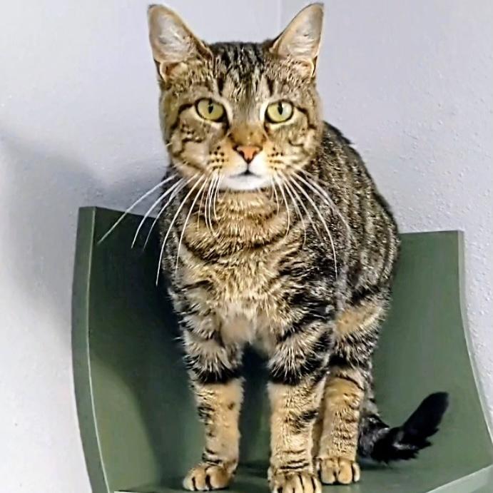 Sassy, Adoptable, Adult Female Domestic Short Hair.
