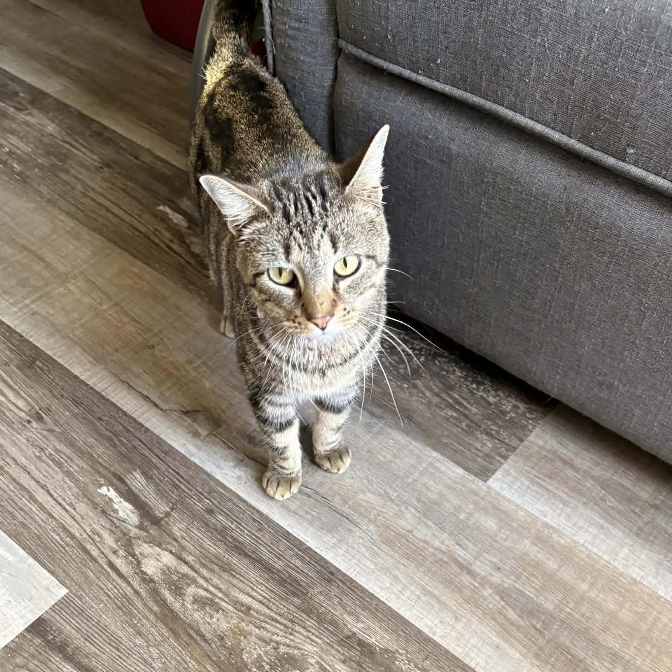 Enlarge Sassy, a Adoptable Domestic Short Hair in Bentonville, AR image 2/4