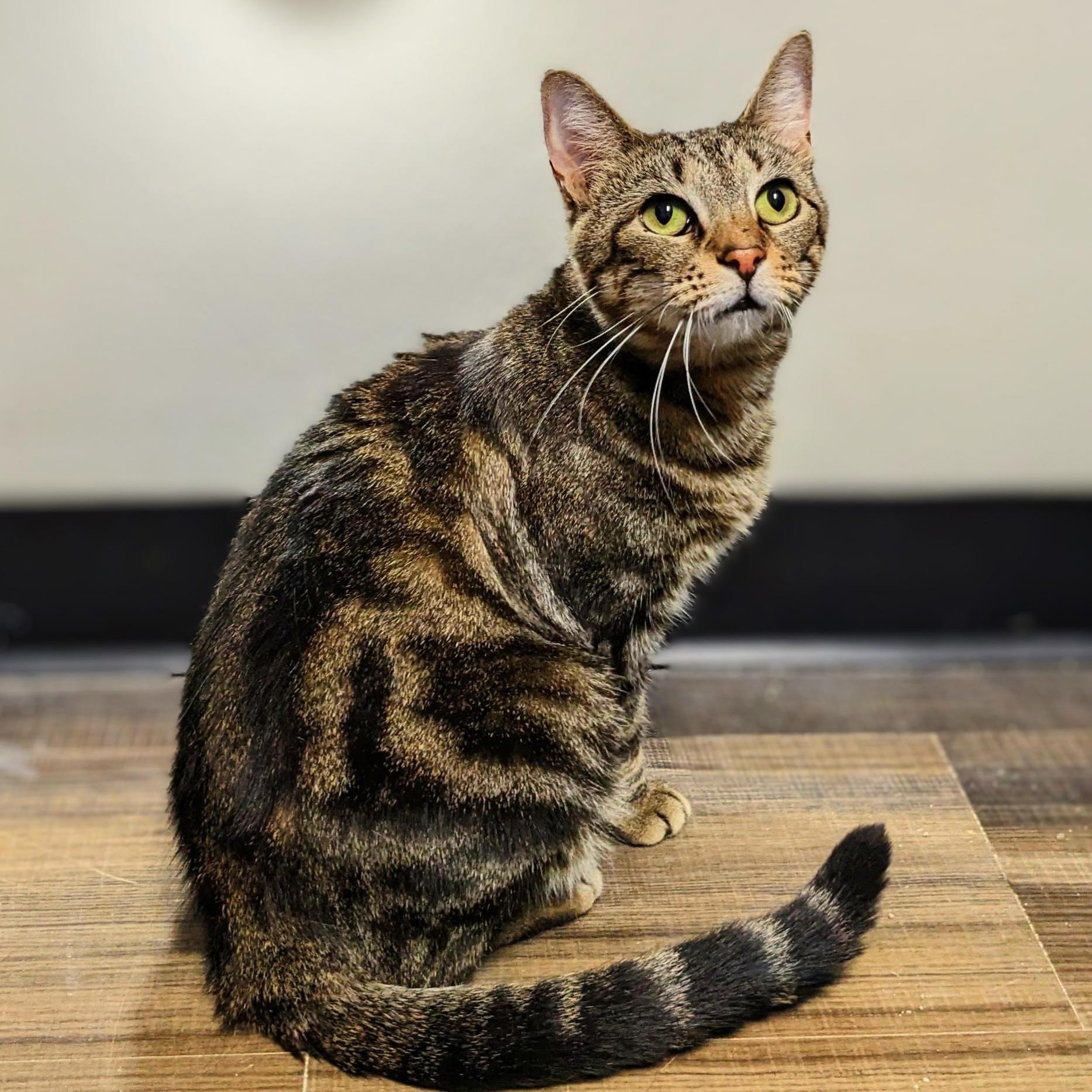 Sassy, Adoptable, Adult Female Domestic Short Hair.