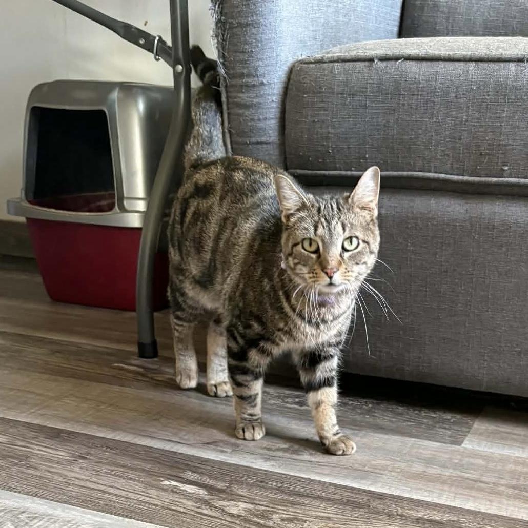 Sassy, Adoptable, Young Female Domestic Short Hair.