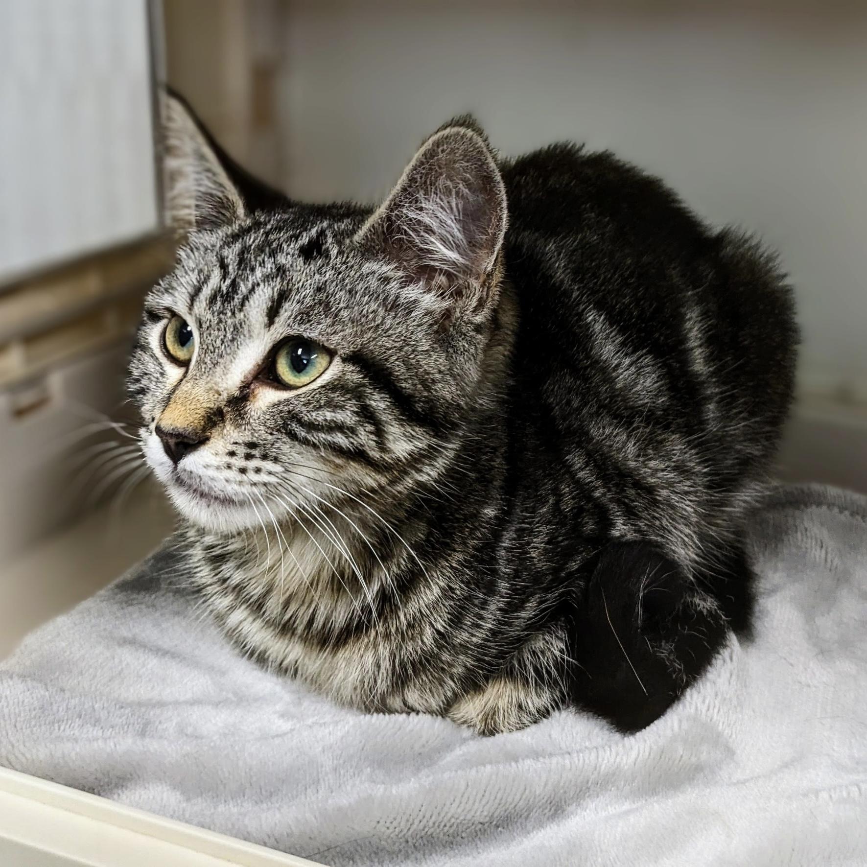 Enlarge Sassy, a Adoptable Domestic Short Hair in Bentonville, AR image 1/6