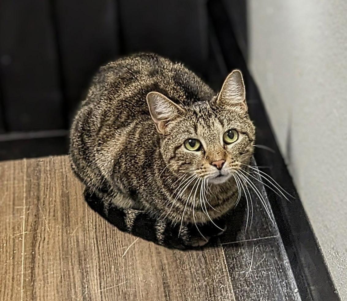 Enlarge Sassy, a Adoptable Domestic Short Hair in Bentonville, AR image 1/5