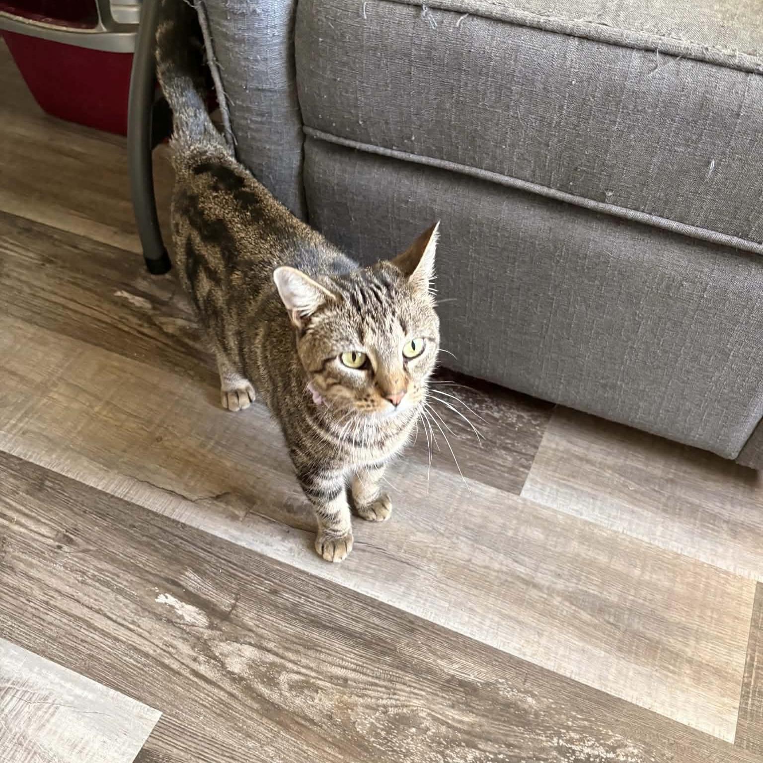 Enlarge Sassy, a Adoptable Domestic Short Hair in Bentonville, AR image 3/4