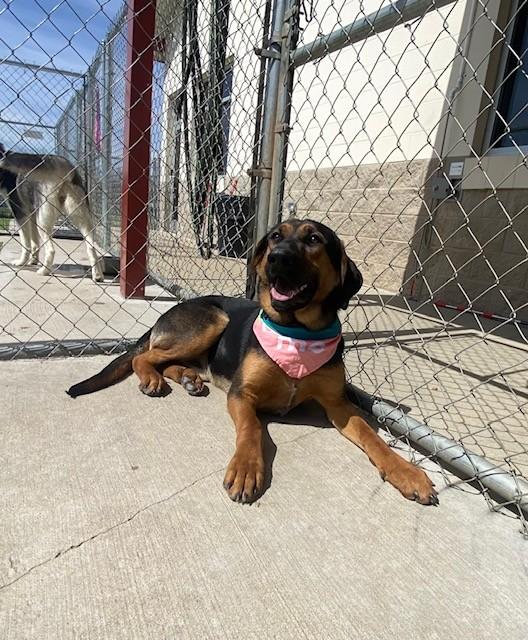 Enlarge Elm, a ADOPTABLE mixed breed in Fayetteville, AR image 5/6