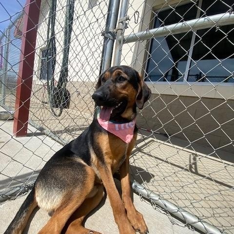 Enlarge Elm, a ADOPTABLE mixed breed in Fayetteville, AR image 4/6