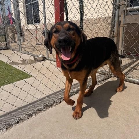 Enlarge Elm, a ADOPTABLE mixed breed in Fayetteville, AR image 3/6