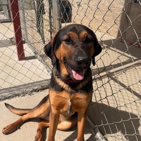 Enlarge Elm, a ADOPTABLE mixed breed in Fayetteville, AR image 1/6