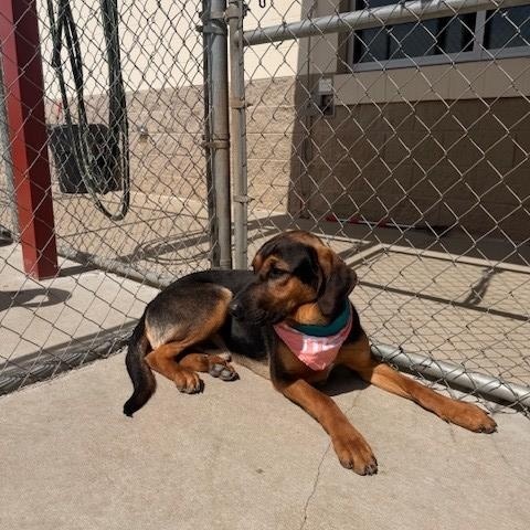 Enlarge Elm, a ADOPTABLE mixed breed in Fayetteville, AR image 2/6