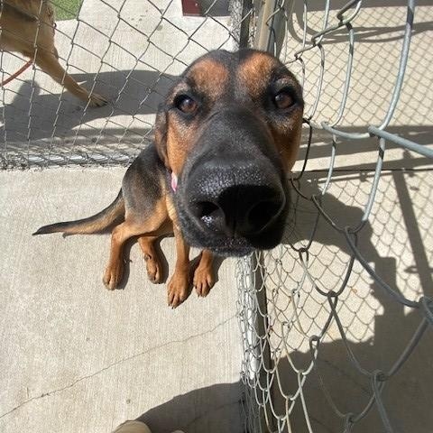 Enlarge Elm, a ADOPTABLE mixed breed in Fayetteville, AR image 6/6