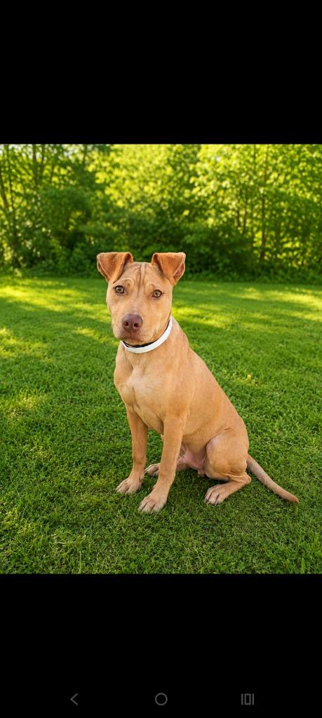 Enlarge Golden, a Adoptable mixed breed in Albany, GA image 1/6