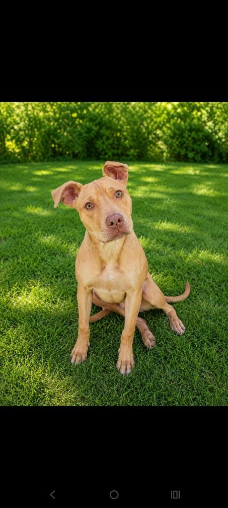 Enlarge Golden, a Adoptable mixed breed in Albany, GA image 2/6