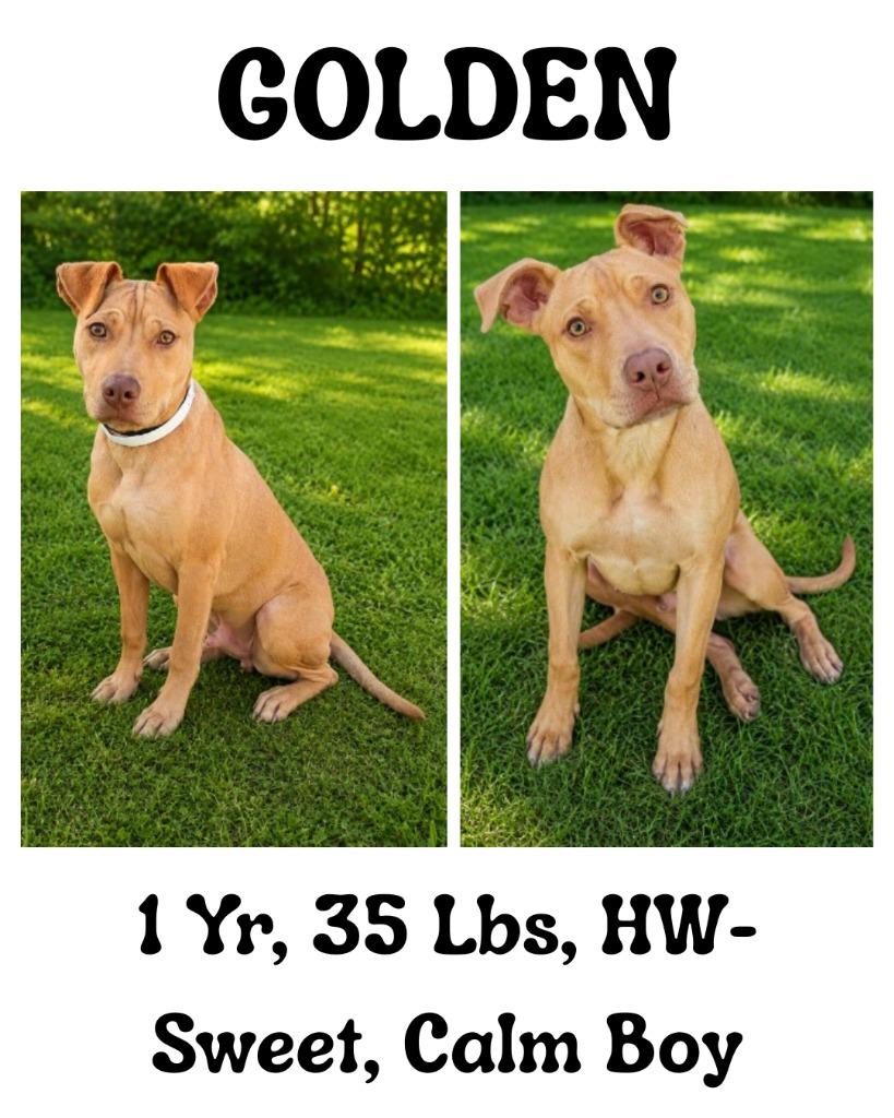 Enlarge Golden, a Adoptable mixed breed in Albany, GA image 4/6