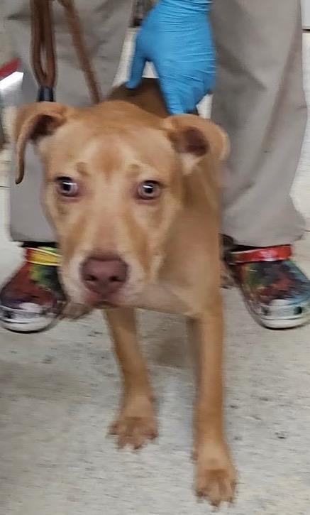 Enlarge Golden, a Adoptable mixed breed in Albany, GA image 5/6