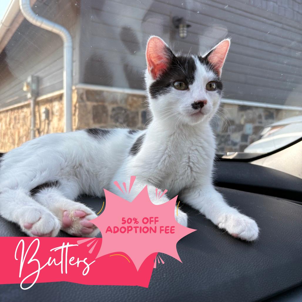 Cat for adoption Butters, a Domestic Short Hair in Knoxville, TN