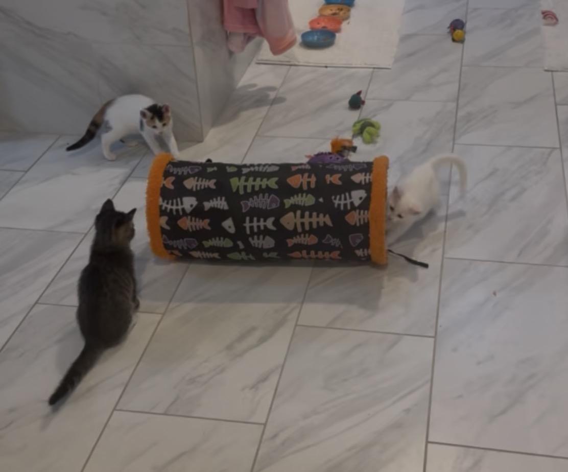 Enlarge Breezy, an adoptable mixed breed in Houston, TX image 3/3