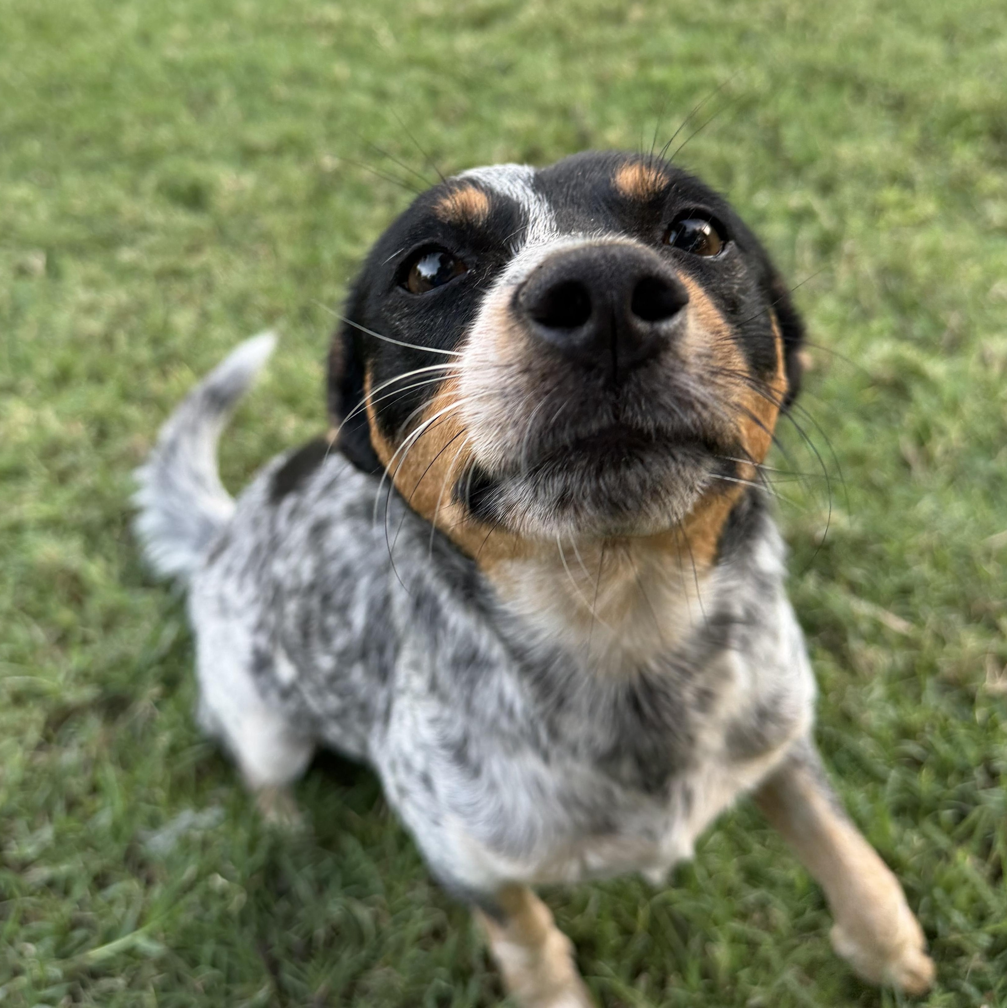 Enlarge Lillian, a Adopted Australian Cattle Dog / Blue Heeler in Tacoma, WA image 3/3