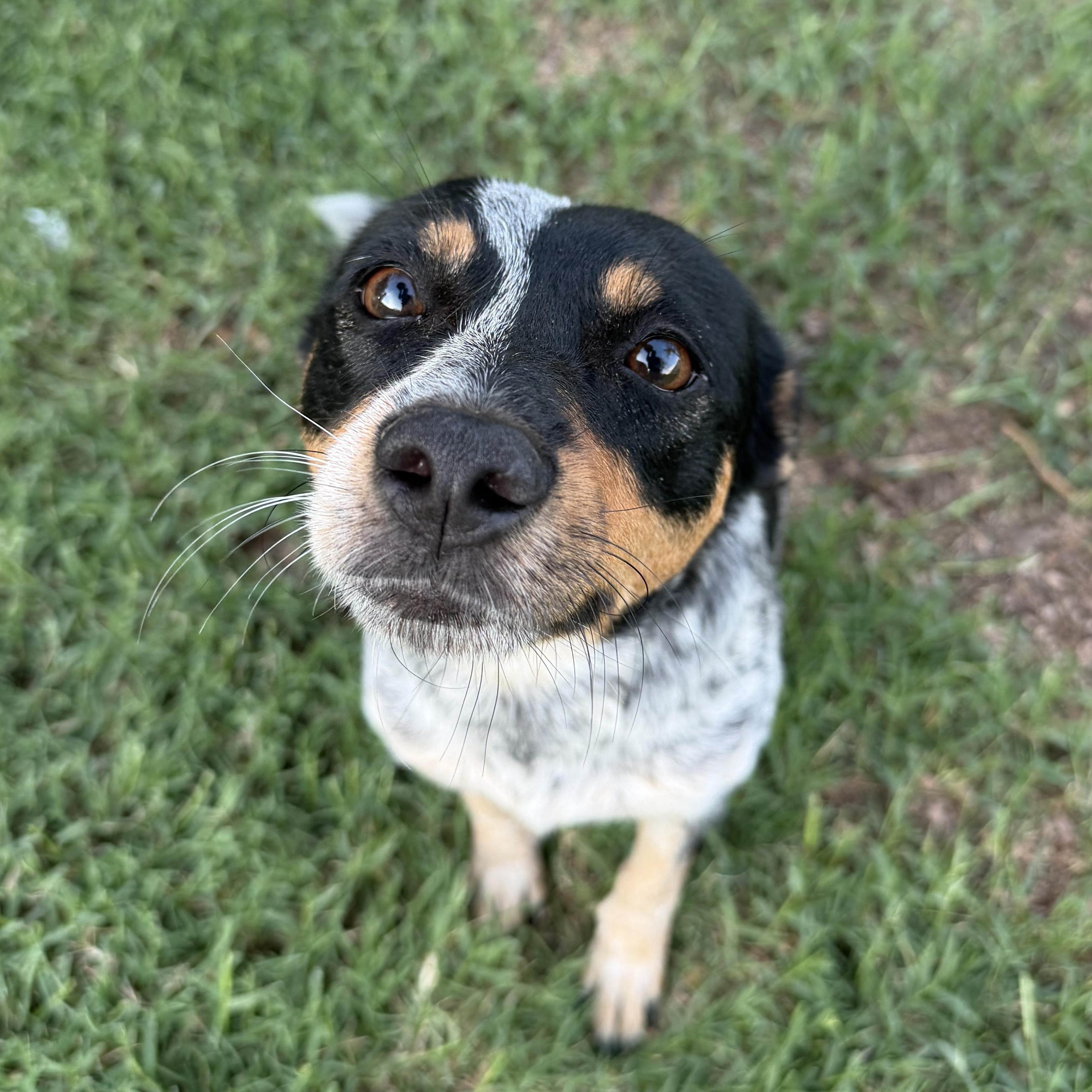 Enlarge Lillian, a Adopted Australian Cattle Dog / Blue Heeler in Tacoma, WA image 2/3