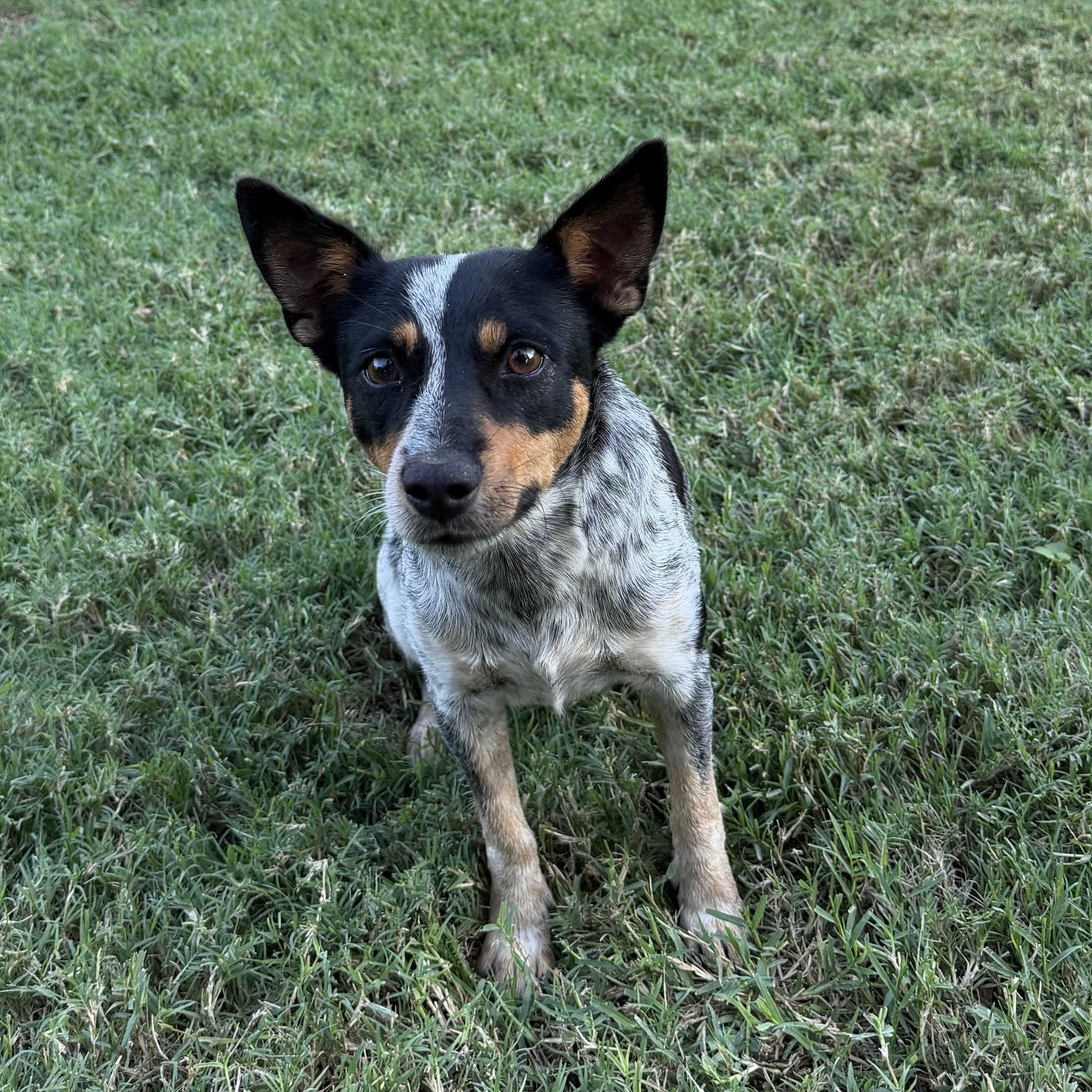 Enlarge Lillian, a Adopted Australian Cattle Dog / Blue Heeler in Tacoma, WA image 1/3