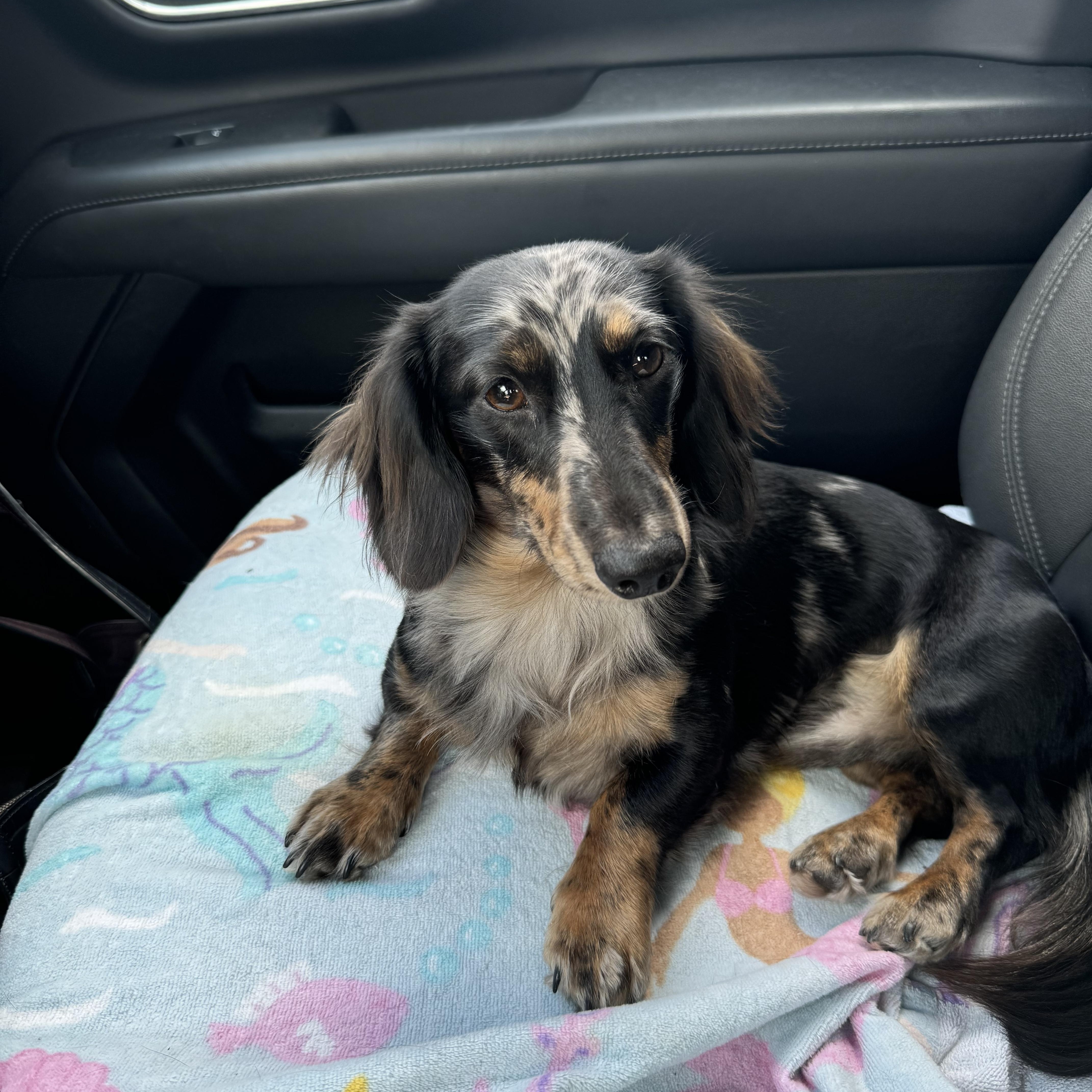 Enlarge Nate, a Adoptable Dachshund (Long Haired) in Harrisburg, PA image 6/6