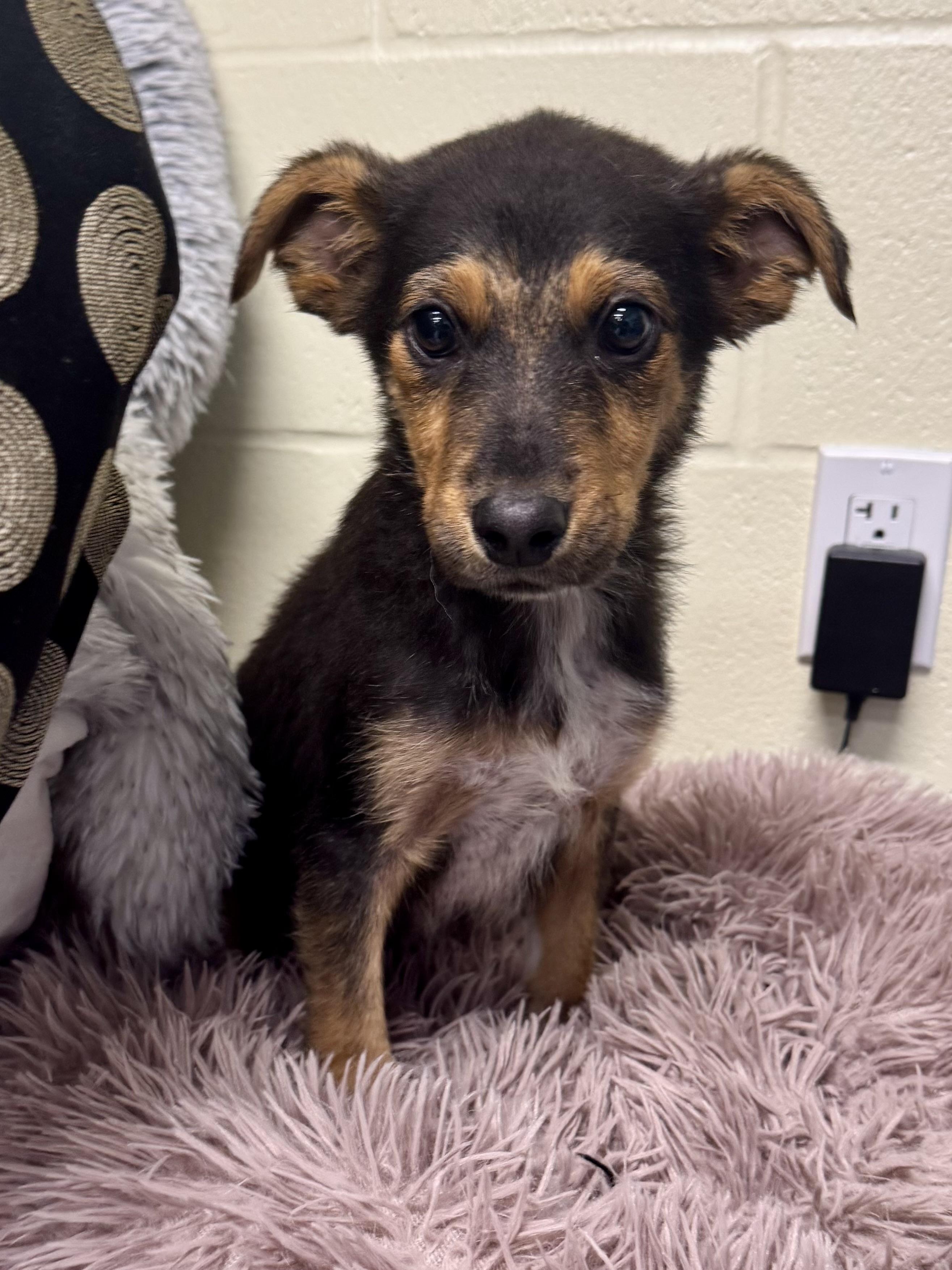 Enlarge Snap, a ADOPTABLE mixed breed in St. Joseph, MI image 1/1