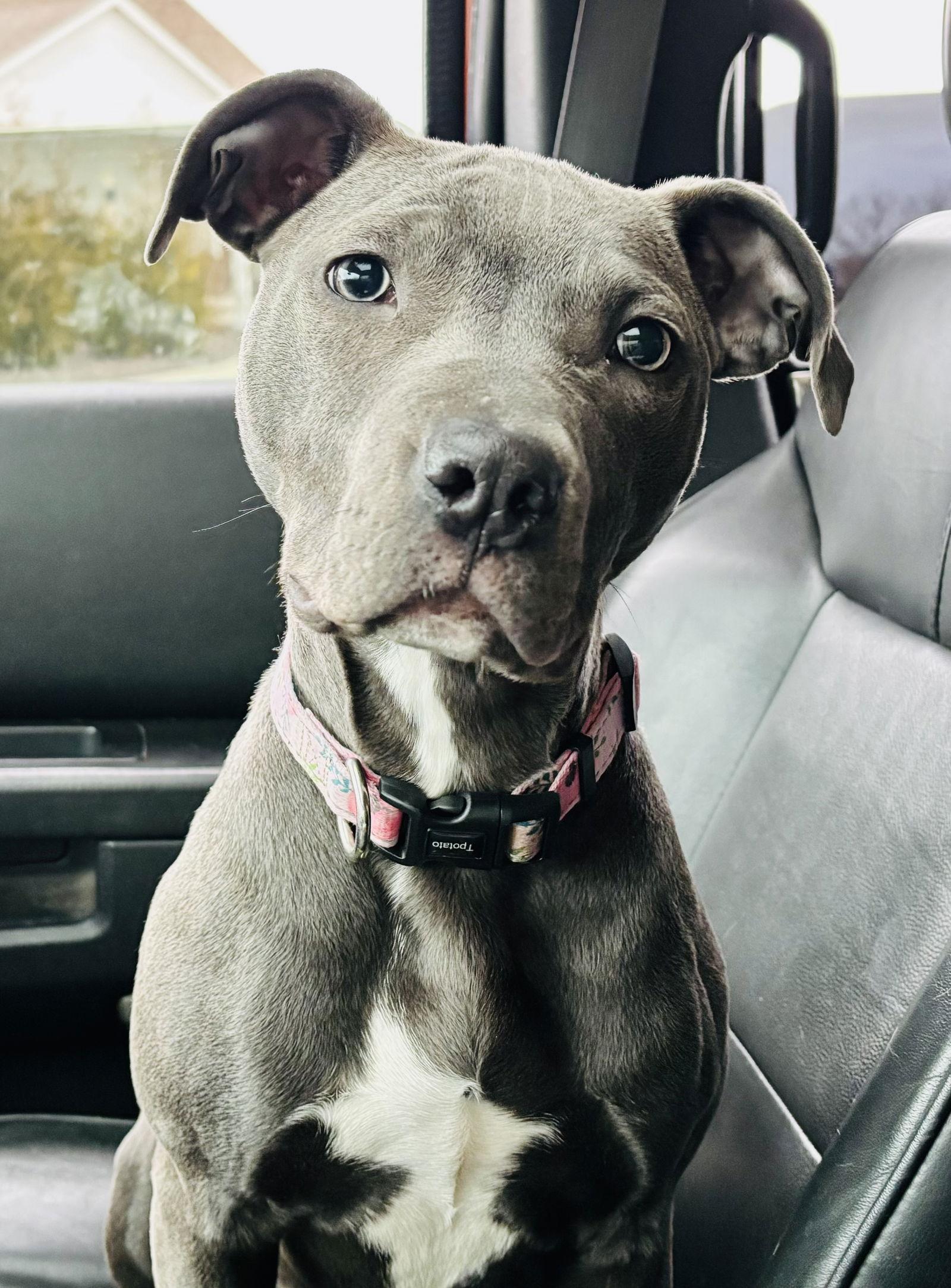 Enlarge Bailee, a Adopted Pit Bull Terrier in Barnhart, MO image 1/3