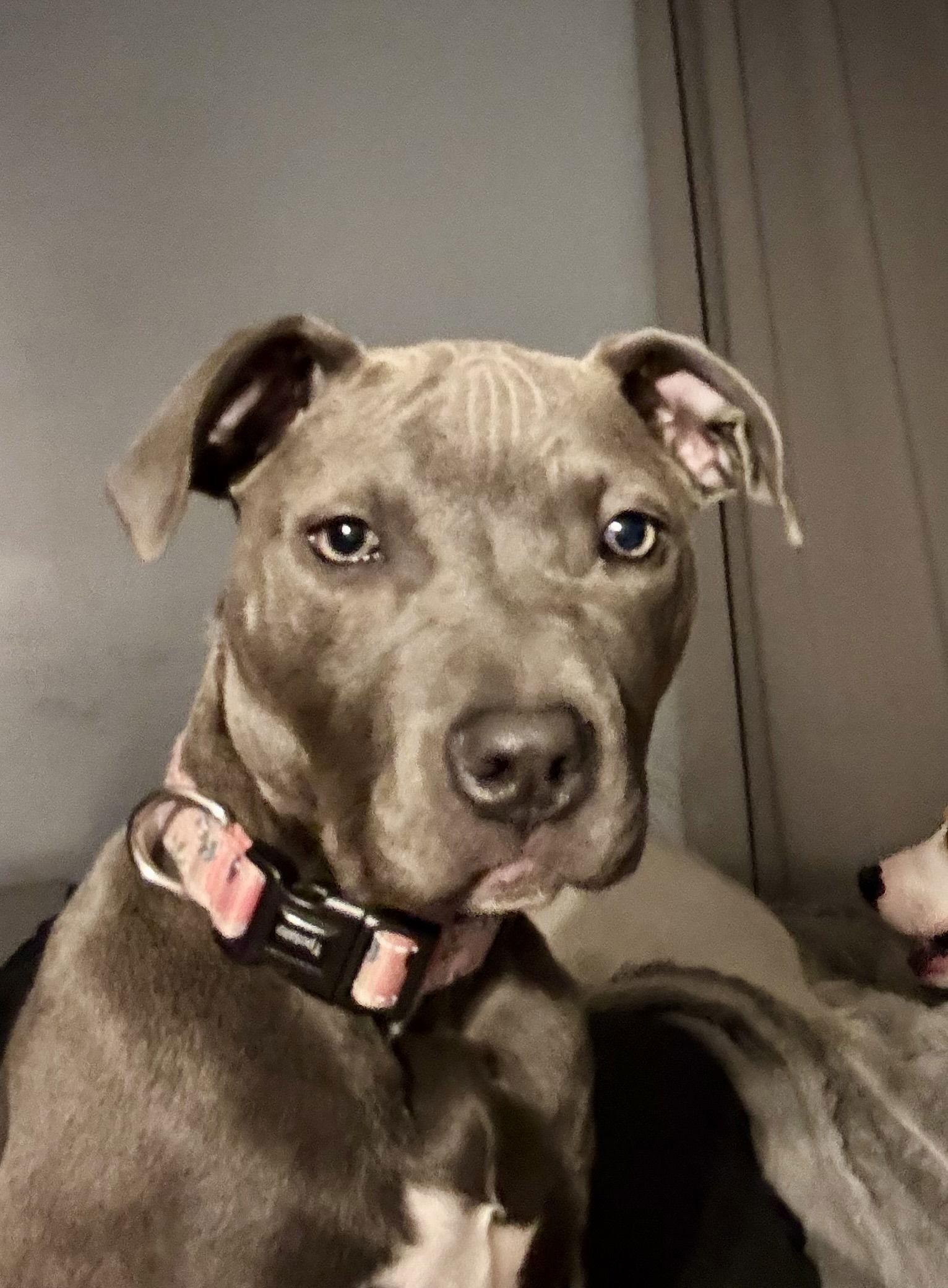 Enlarge Bailee, a Adopted Pit Bull Terrier in Barnhart, MO image 2/3