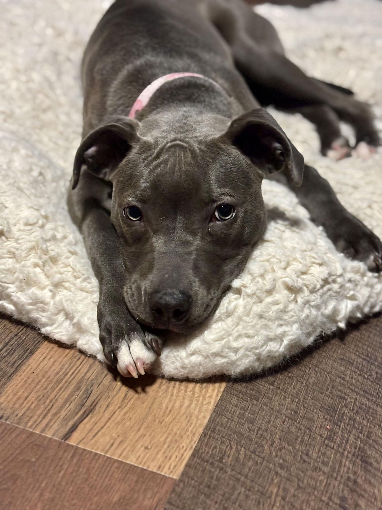 Enlarge Bailee, a Adopted Pit Bull Terrier in Barnhart, MO image 3/3