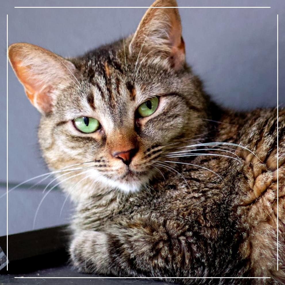 Lucy, Adoptable, Adult Female Domestic Short Hair.