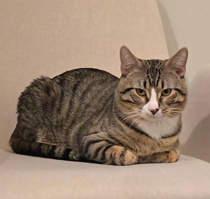 Enlarge Ox Wood - adopt with Jupiter, a Adoptable mixed breed in Hudson, MA image 1/3