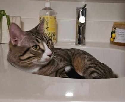 Enlarge Ox Wood - needs a playful cat buddy, a Adoptable mixed breed in Hudson, MA image 2/3