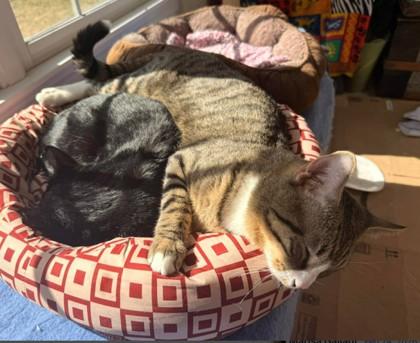 Enlarge Ox Wood - adopt with Jupiter, a Adoptable mixed breed in Hudson, MA image 2/3