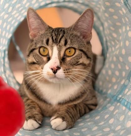 Enlarge Ox Wood - adopt with Jupiter, a Adoptable mixed breed in Hudson, MA image 3/3