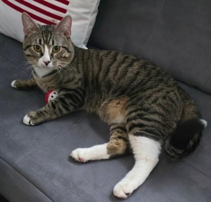 Enlarge Ox Wood - needs a playful cat buddy, a Adoptable mixed breed in Hudson, MA image 3/3