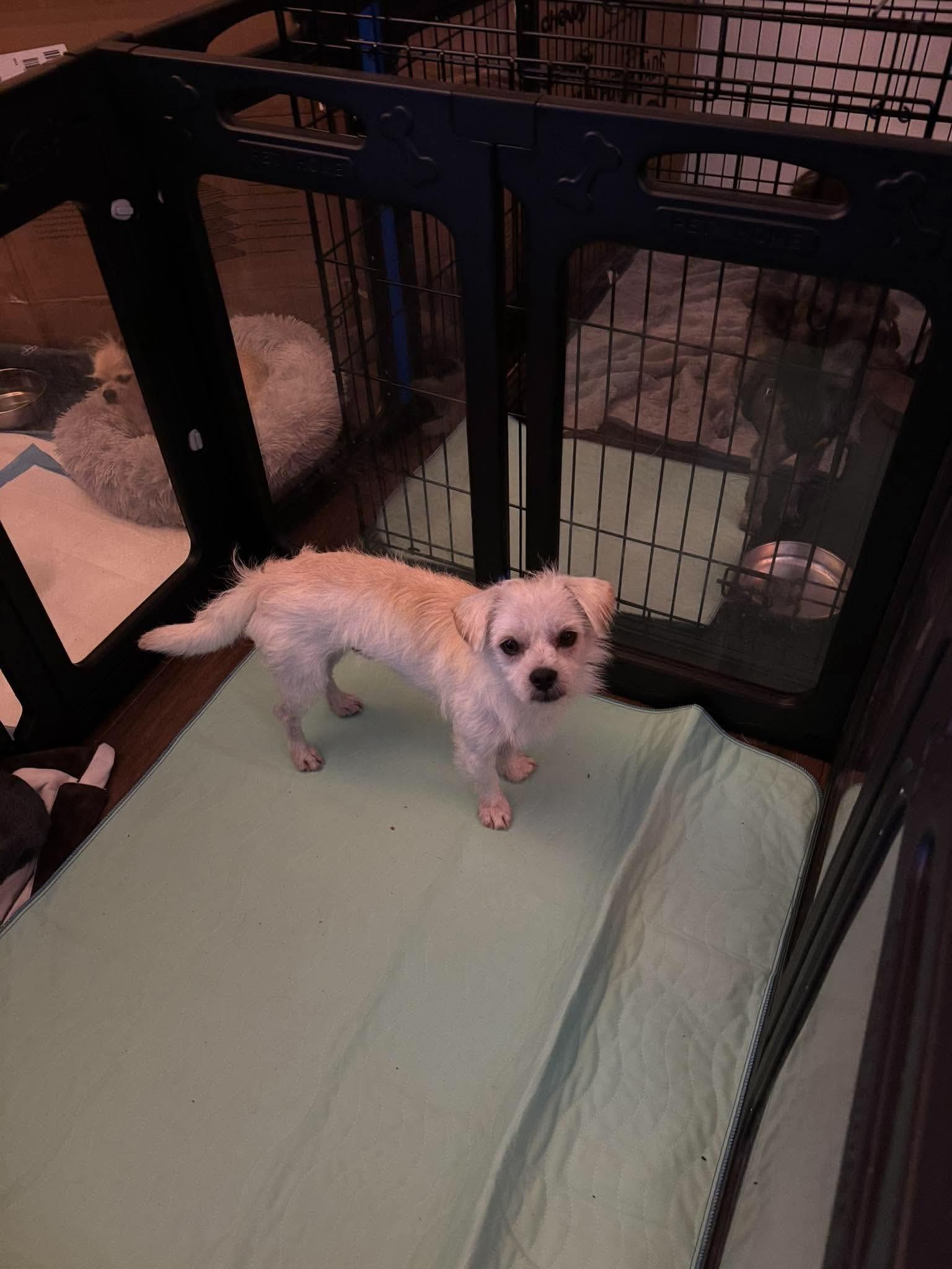 Enlarge McLovin, a Adoptable Terrier in Loveland, CO image 2/2