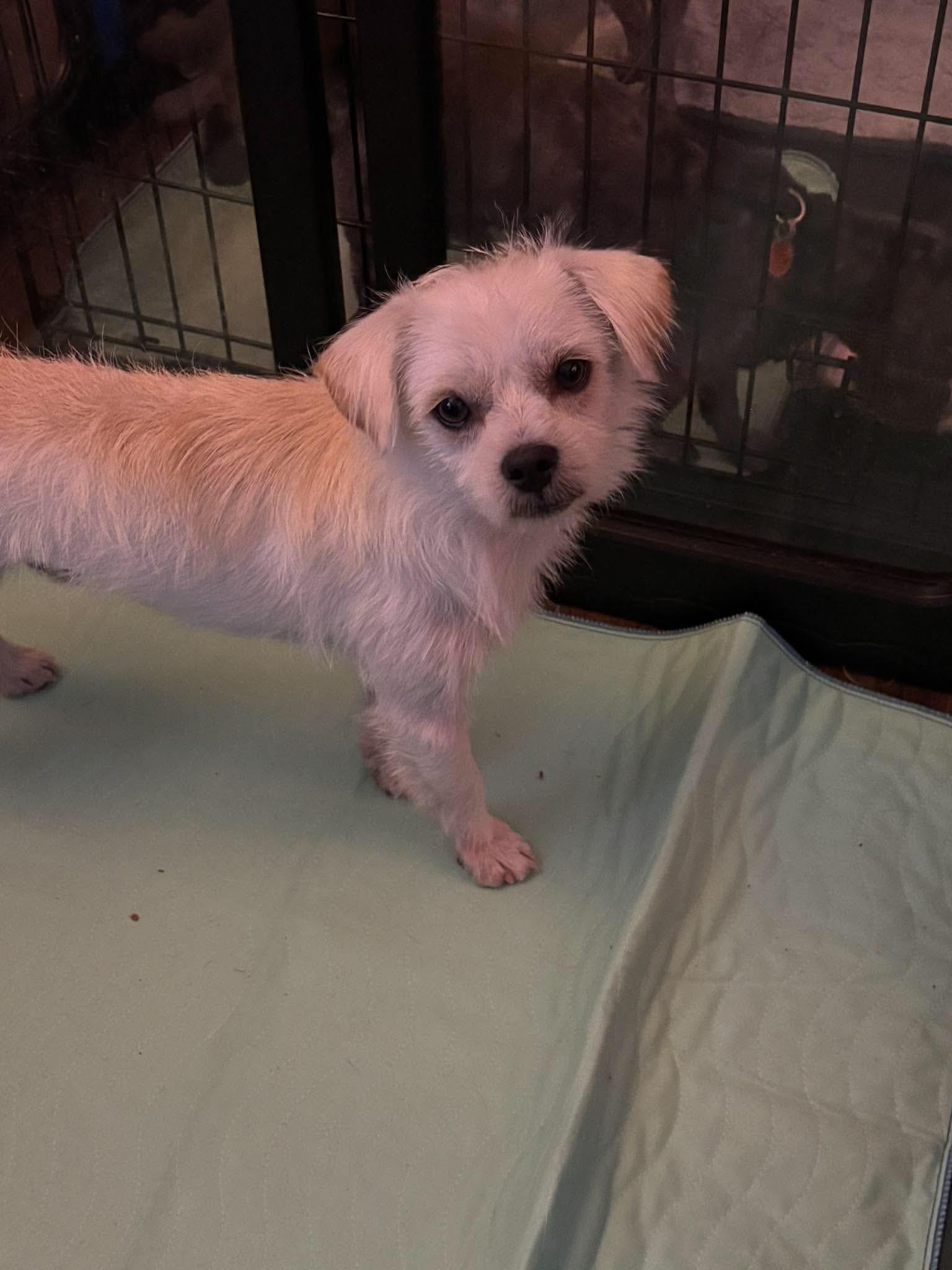 Enlarge McLovin, a Adoptable Terrier in Loveland, CO image 1/2