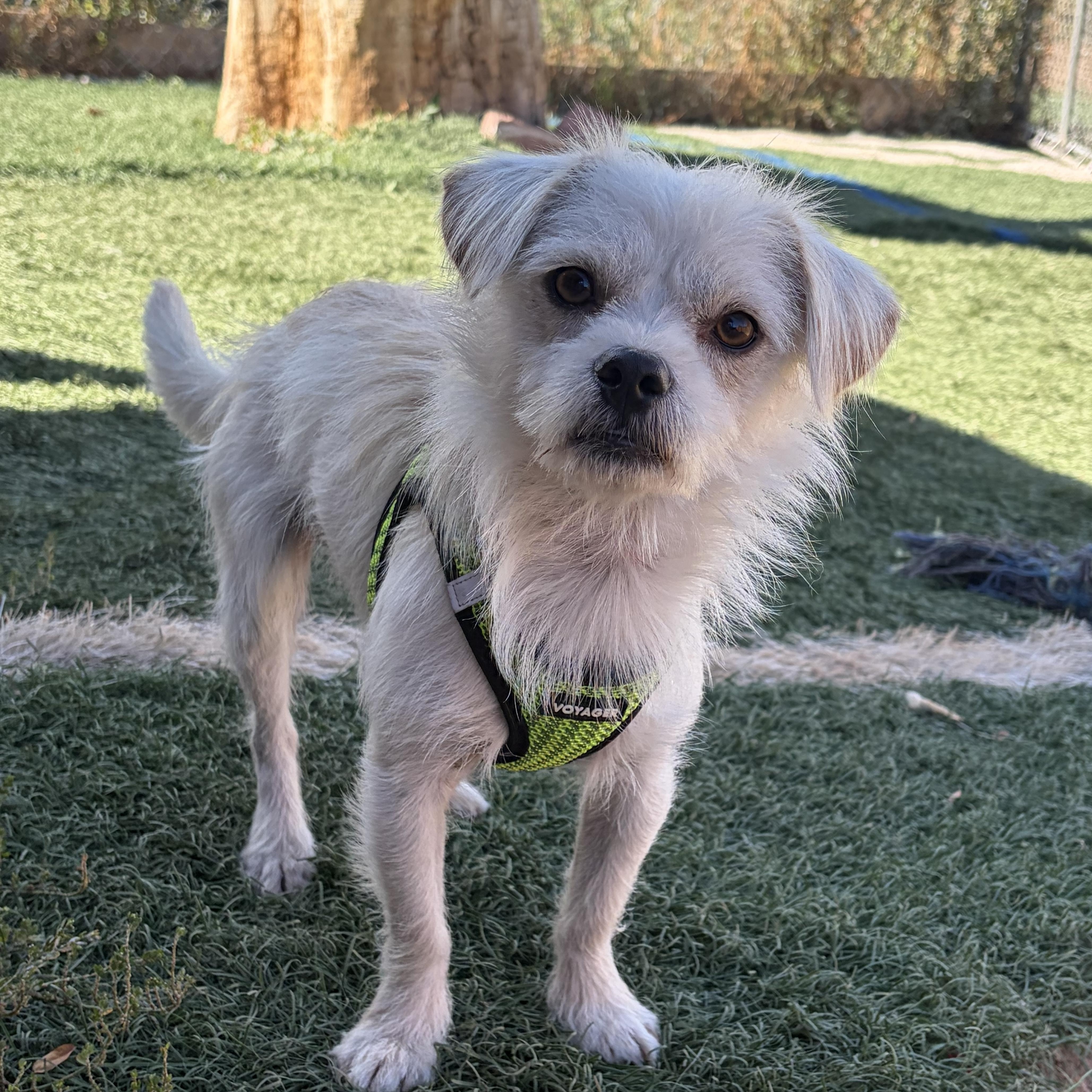 Enlarge Mack, a Adopted Terrier in Loveland, CO image 6/6