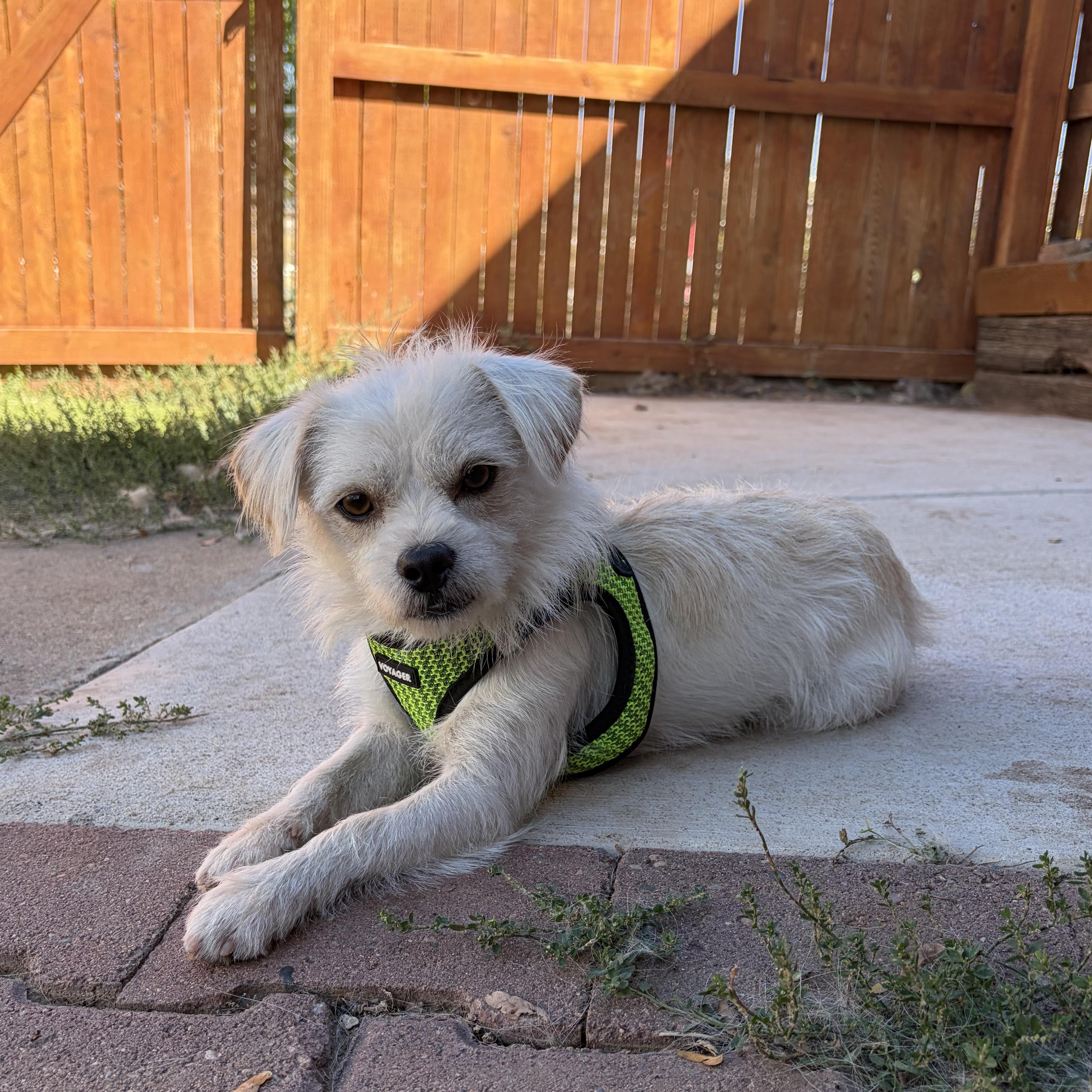 Mack, Adopted, Adult Male Terrier.