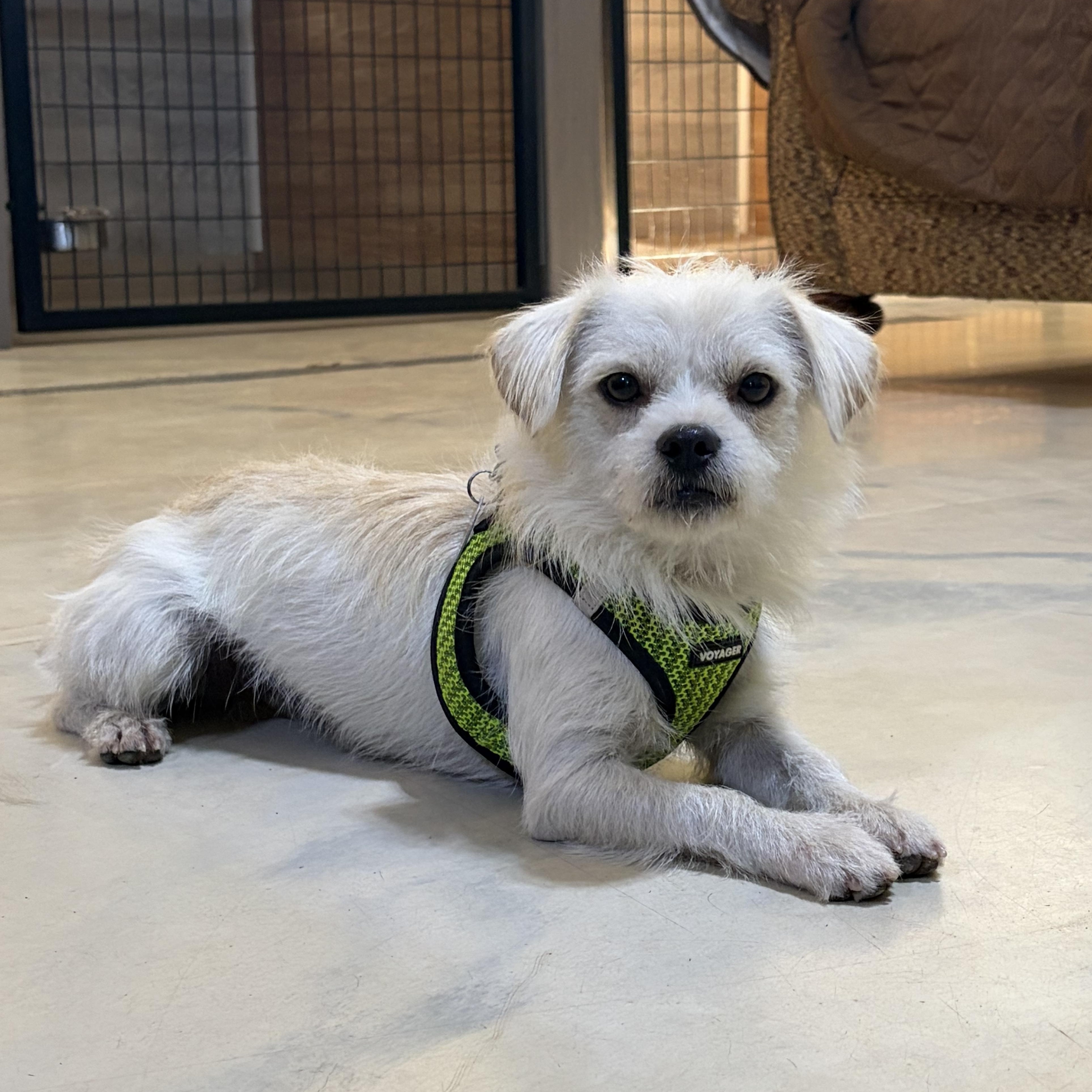 Enlarge Mack, a Adopted Terrier in Loveland, CO image 4/6